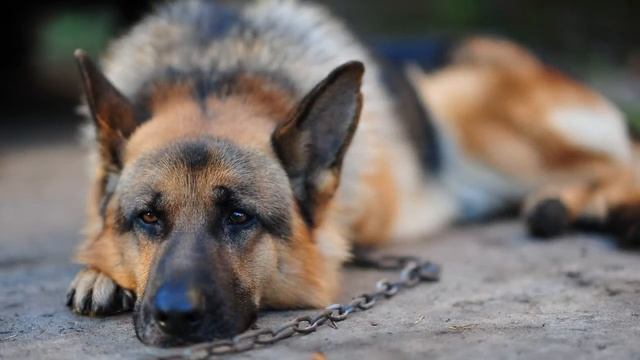 Стихотворение В.Гафта- "От чего так предан пес?..." смотреть онлайн