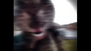 Кот мяукает под фонк 1 ЧАС