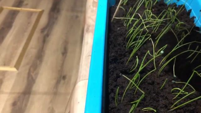 Лук эксибишен после всходов.Что делаем дальше