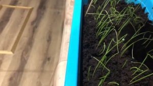 Лук эксибишен после всходов.Что делаем дальше