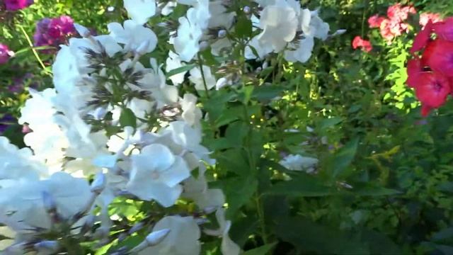 Флокс МАРИЯ - обзор, описание, цветение, отзыв. смотреть онлайн