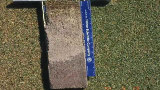 Fairy ring symptoms смотреть онлайн