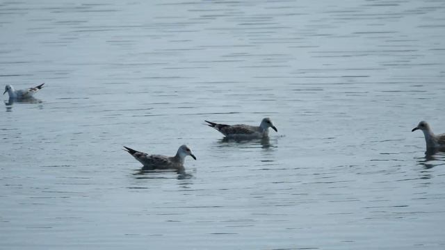 Молодые Серебристые Чайки смотреть онлайн
