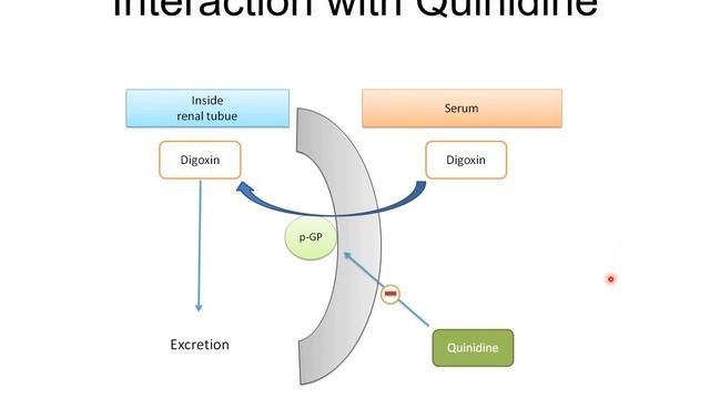 Digoxin Clinical Pharmacokinetics