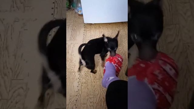 Собака,которая не умеет гавкать... смотреть онлайн