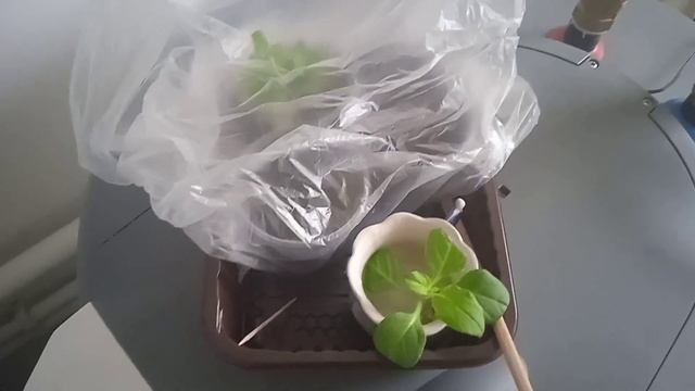 УКОРЕНЯЮ петунию в январе. Эксперимент пока не удался. Буду укоренять дальше. смотреть онлайн