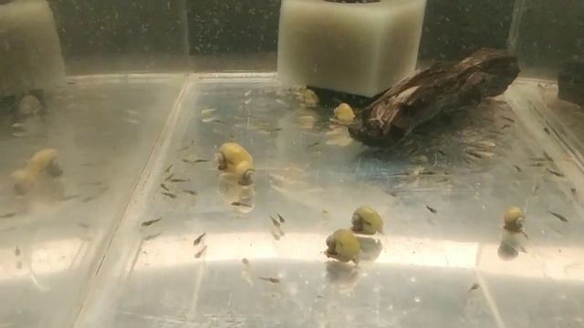 КАК просто разводить АНЦИСТРУСОВ (1-часть) смотреть онлайн