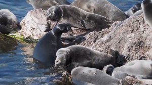 Один день из жизни байкальской нерпы