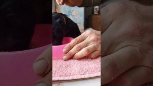 Кормление щенков немецкой овчарки в 3-х недельном возрасте.