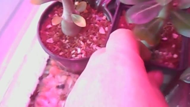 Адениум. Недополив и связанные с ним проблемы смотреть онлайн