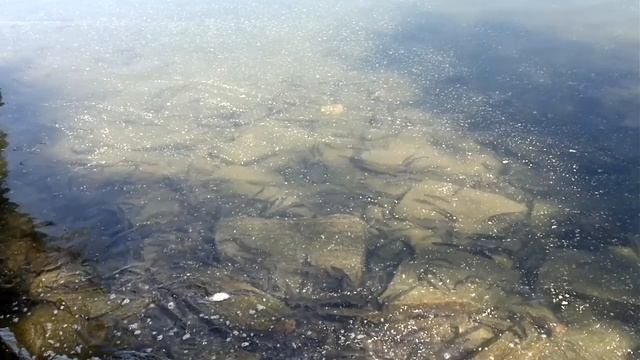 Нерест на Иткуле смотреть онлайн