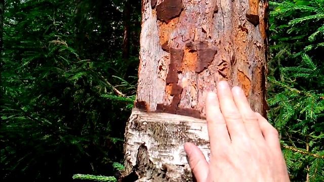 Берёза после сбора бересты. смотреть онлайн