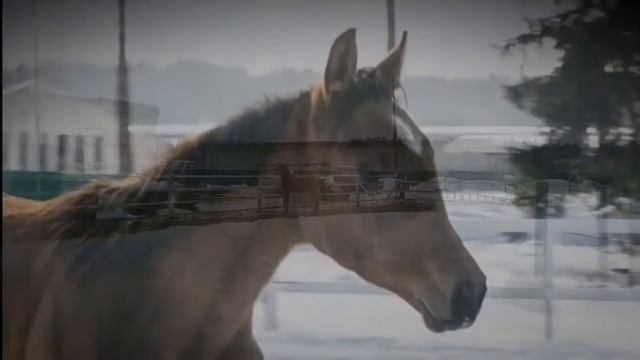 Жеребчик 2018 продажа смотреть онлайн