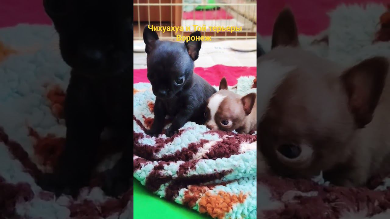 щенки той терьера и чихуахуа в Воронеже тел. 8-900-927-29-77 #dog #чихуахуа #тойчик смотреть онлайн