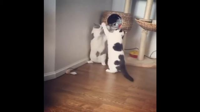 Популярное видео приколов про Животных на YouTube № 2 смотреть онлайн