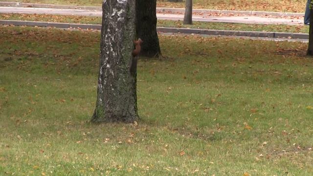 Белки живут в московском парке на Поклонной горе смотреть онлайн