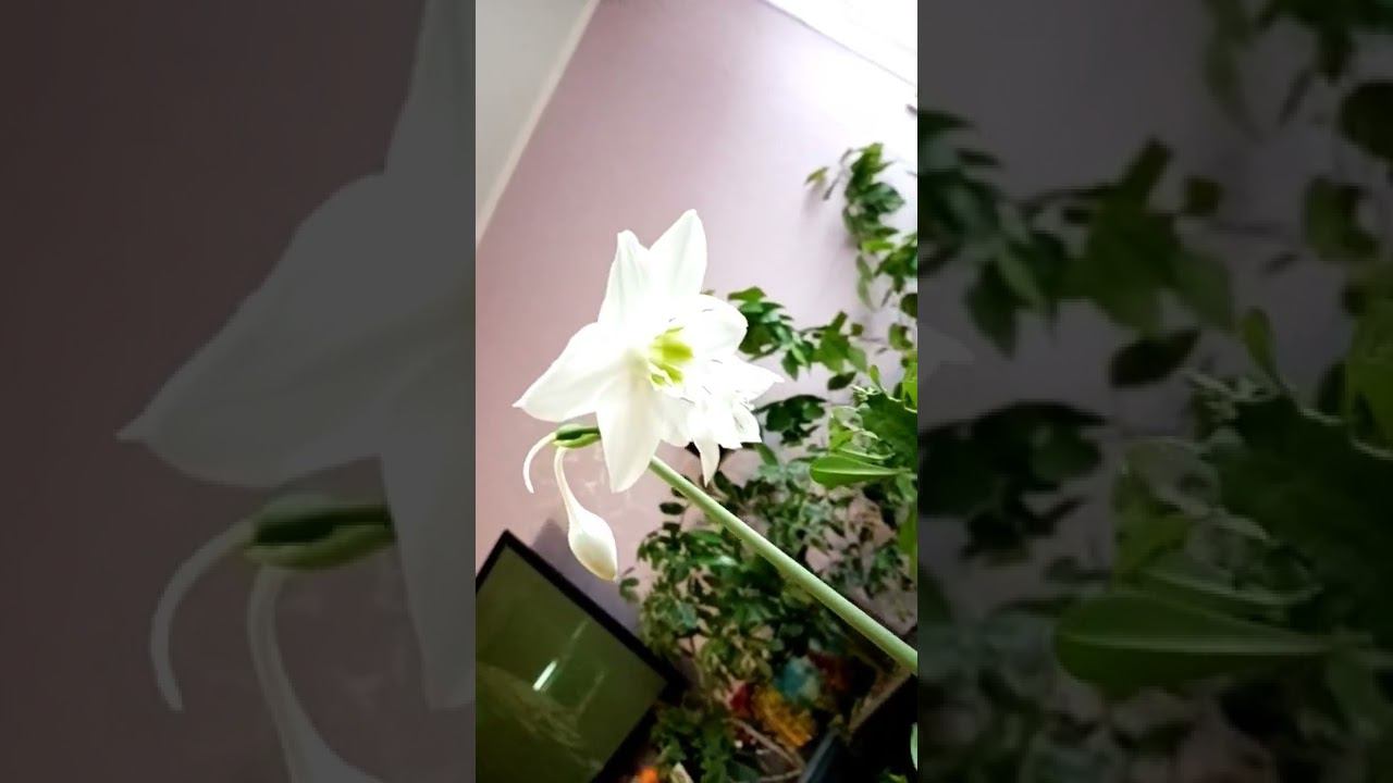 Eucharis Amazonic  зацвел Эухарис  семейство Амариллисовые