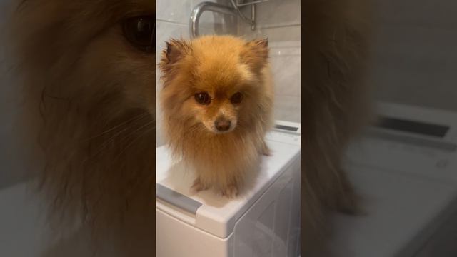 Адвент календарь. День 5. Наводим лоск #riesenschnauzer #ризеншнауцер #адвенткалендарь