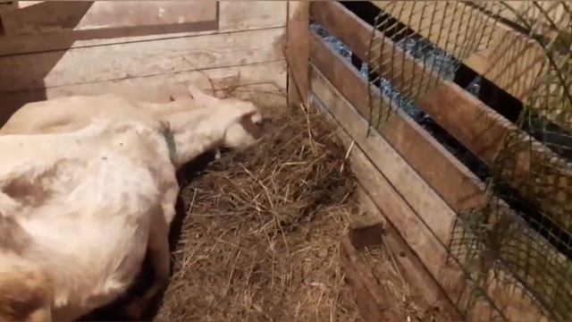 Как_живут_козлятки.Наши козлята от зааненской козы! смотреть онлайн