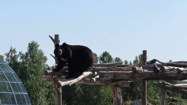 Как слезает гималайский медведь Средний смотреть онлайн
