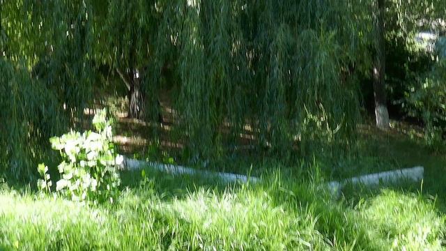 Где погулять жарким днем? смотреть онлайн