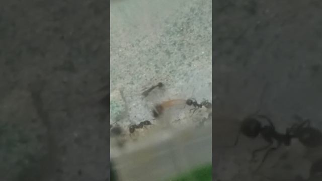 Кормление муравьев вида Messor Structor