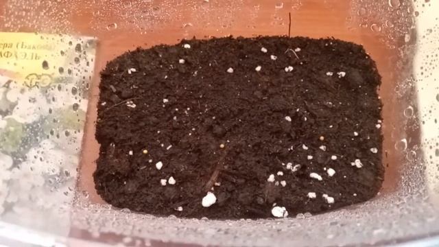 13 февраля 2020 г Посев бакопы Рафаэль смотреть онлайн