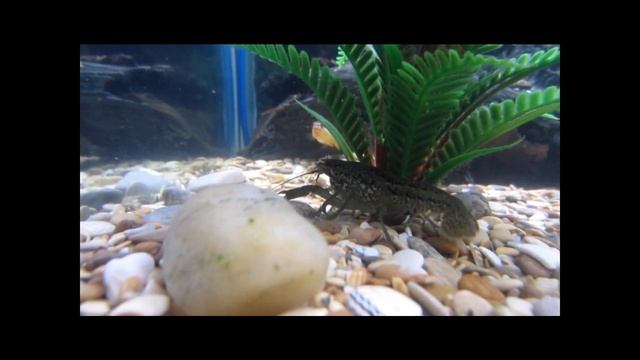 Аквариумный мраморный рак смотреть онлайн