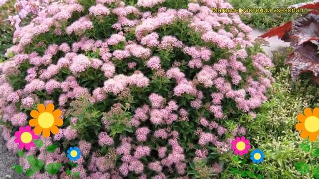 Спирея японская. Краткий обзор, описание характеристик spiraea japonica смотреть онлайн