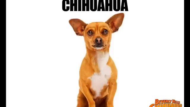 chihuahua song! смотреть онлайн
