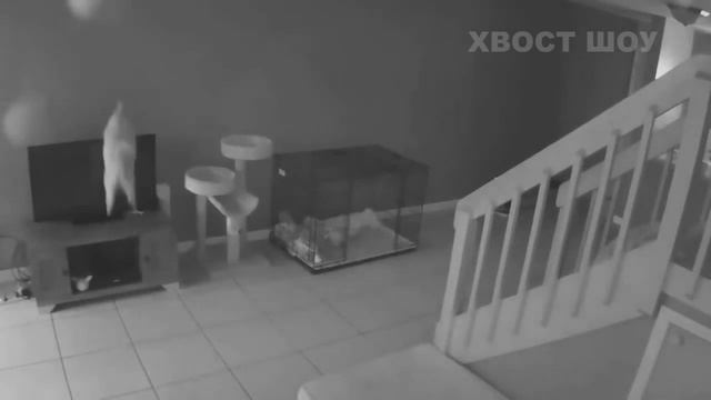 Кот уронил телевизор. Съемка на скрытую камеру. смотреть онлайн