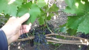 Сорт винограда Отрок!