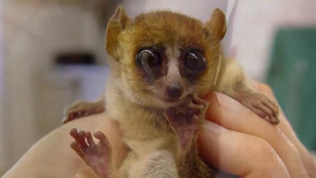 ТОП 10 САМЫХ МАЛЕНЬКИХ ЖИВОТНЫХ смотреть онлайн