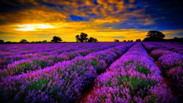 Пони клип ~Запах сирени~||КАНОН|| смотреть онлайн