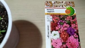 Вербена Идеал. ВСХОДЫ.