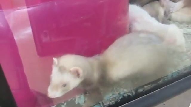 Petco ferrets 2 смотреть онлайн