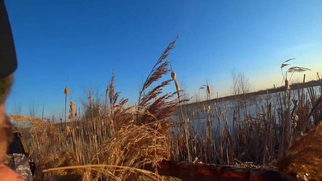 Охота на селезня "Самцы сходят с ума" смотреть онлайн