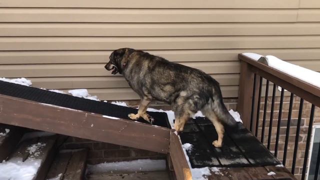 Quick and Thrifty Ways to Build a Dog Ramp and Steps смотреть онлайн