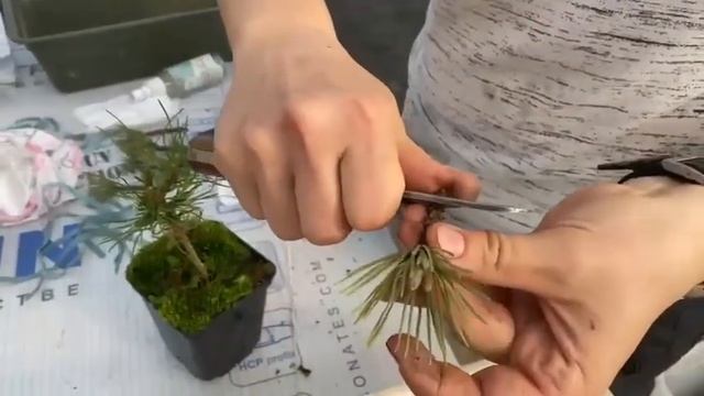 Прививка хвойных. На видео прививают сосну горную "Мопс". смотреть онлайн