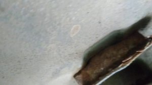 Чистка абсорбера на хендай акцент