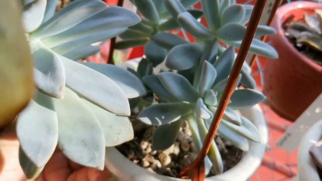 Basic method to stress succulent @passionat60 смотреть онлайн