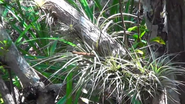 The Plant Traveller: Tillandsia  Growing Air Plants