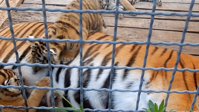 Полосатое счастье тигрицы смотреть онлайн