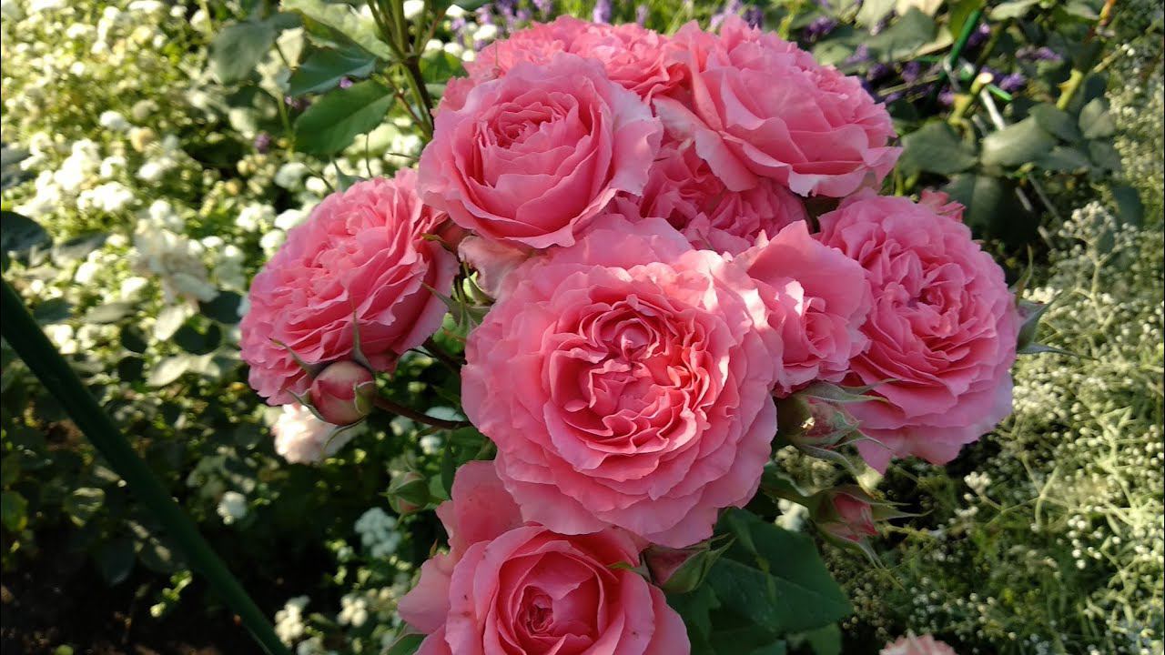 Подкормка роз осенью для успешной зимовки. смотреть онлайн