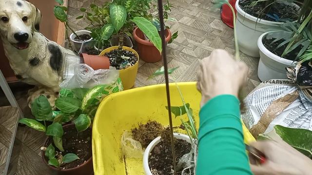 Укоренение вариегатной Монстеры смотреть онлайн