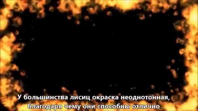 ВАШ ТОТЕМ - ЛИСА♛ смотреть онлайн