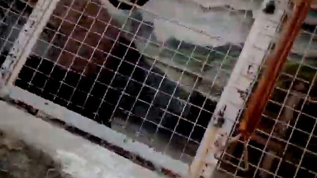 Зоопарк в Челябинске смотреть онлайн