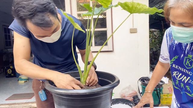 เปลี่ยนกระถางเตรียมตั้งแม่หูช้างด่างเหลือง ของพี่อุไรสวนไม้มงคล Alocasia gageana aurea variegated смотреть онлайн