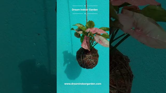 kokedama pink syngonium #dreamindoorgarden смотреть онлайн