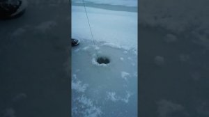 Ловля живца зимой малявочником зимним,, хапугой, зонтом. Беларусь, Минск.